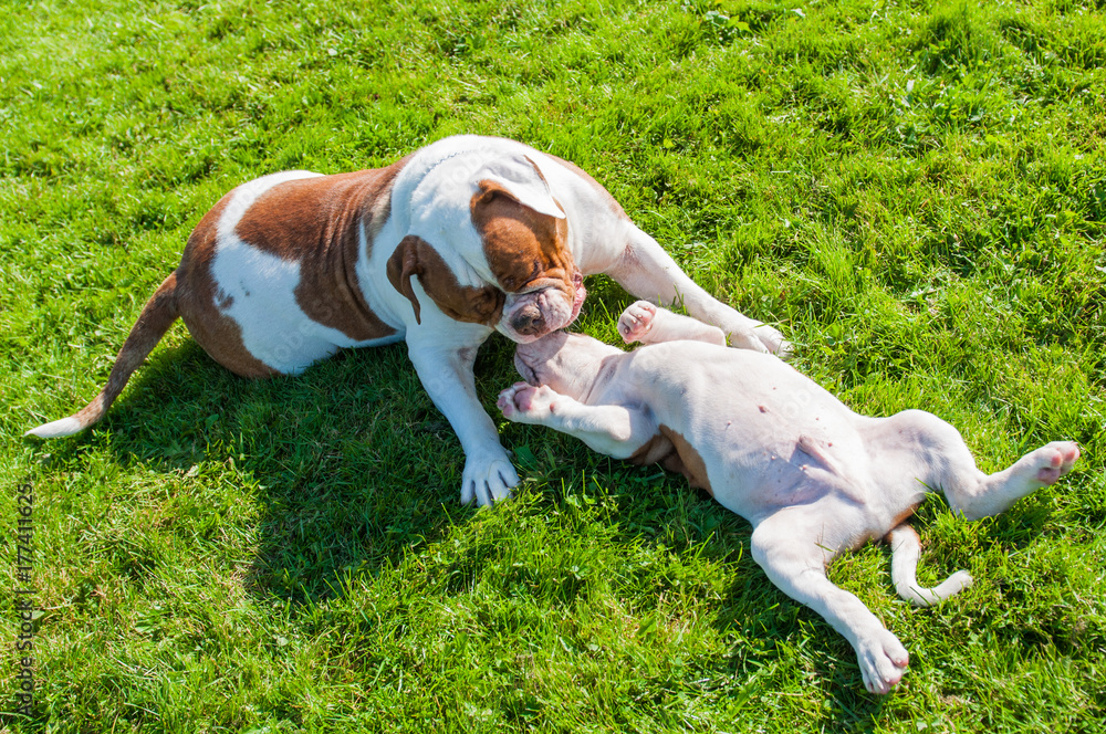 Funny American Bulldog puppy with mother