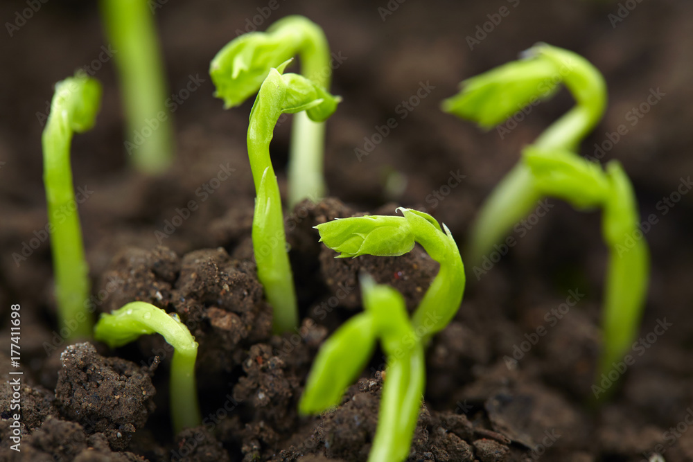 bean seedling growing bean seedling growing