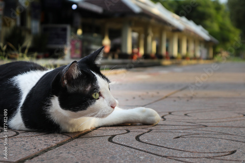 Portrait black and white cat