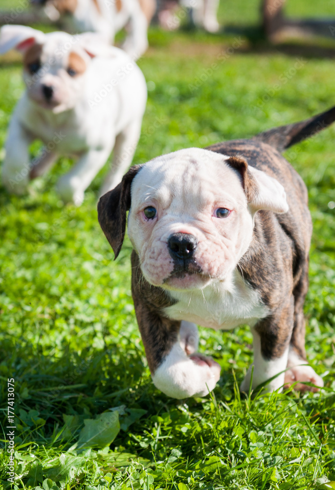 Two funny American Bulldog puppies are playing