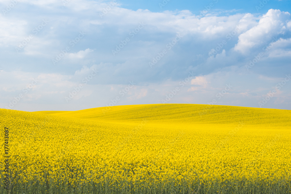 Yellow Rapeseed Field Landscape in Vojvodina Yellow Rapeseed Field Landscape in Vojvodina