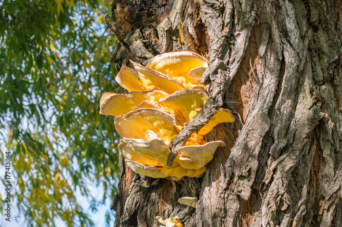 Laetiporus Sulphureous, polypore fungus. photo