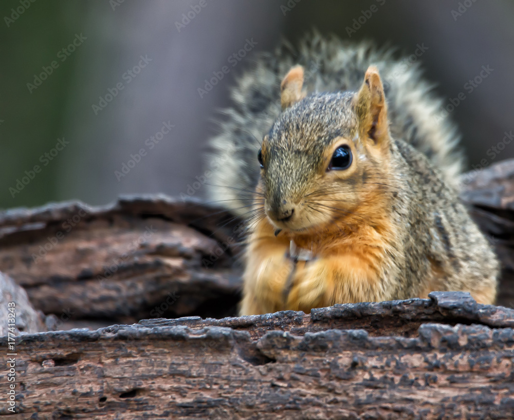 Obraz premium Squirrel eating seeds