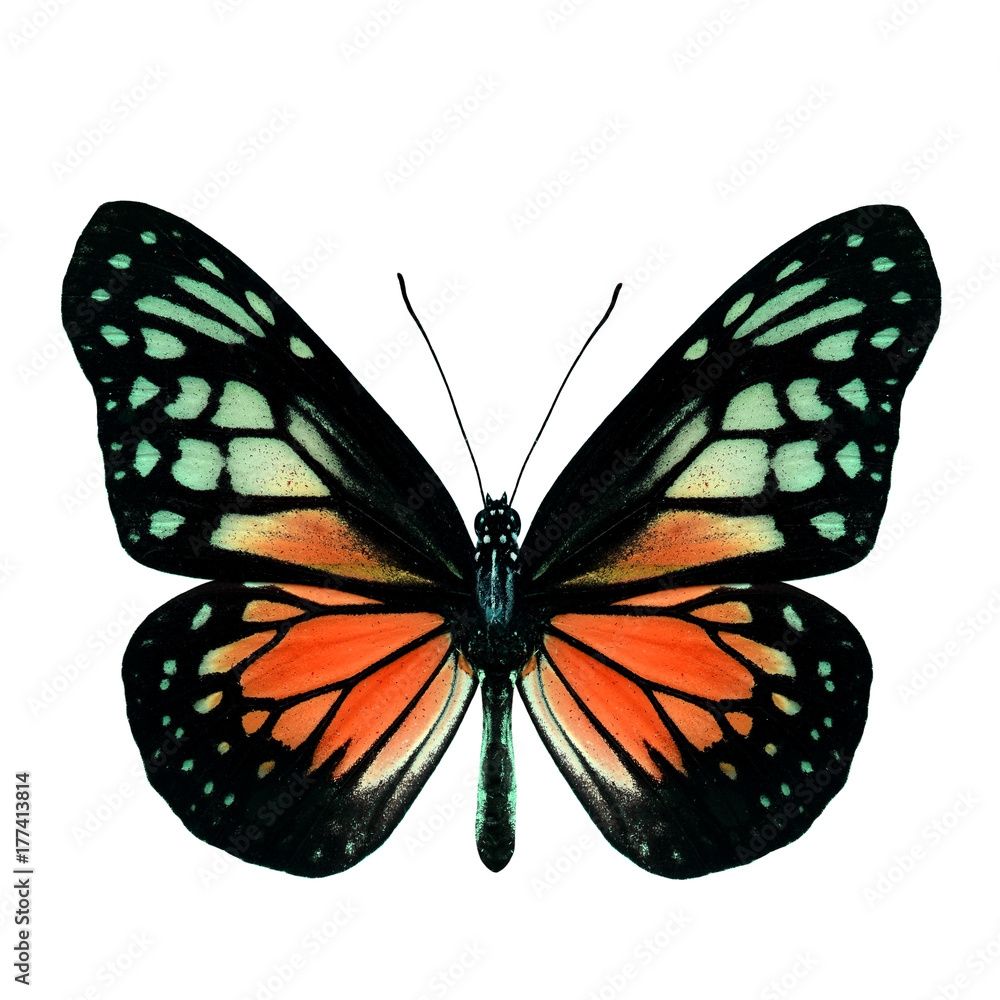 Fascinated Orange butterfly, the Yellow Glassy Tiger upper wing part in fancy color profile isolated over white background