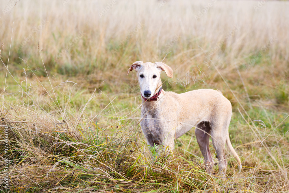 Hound Hound