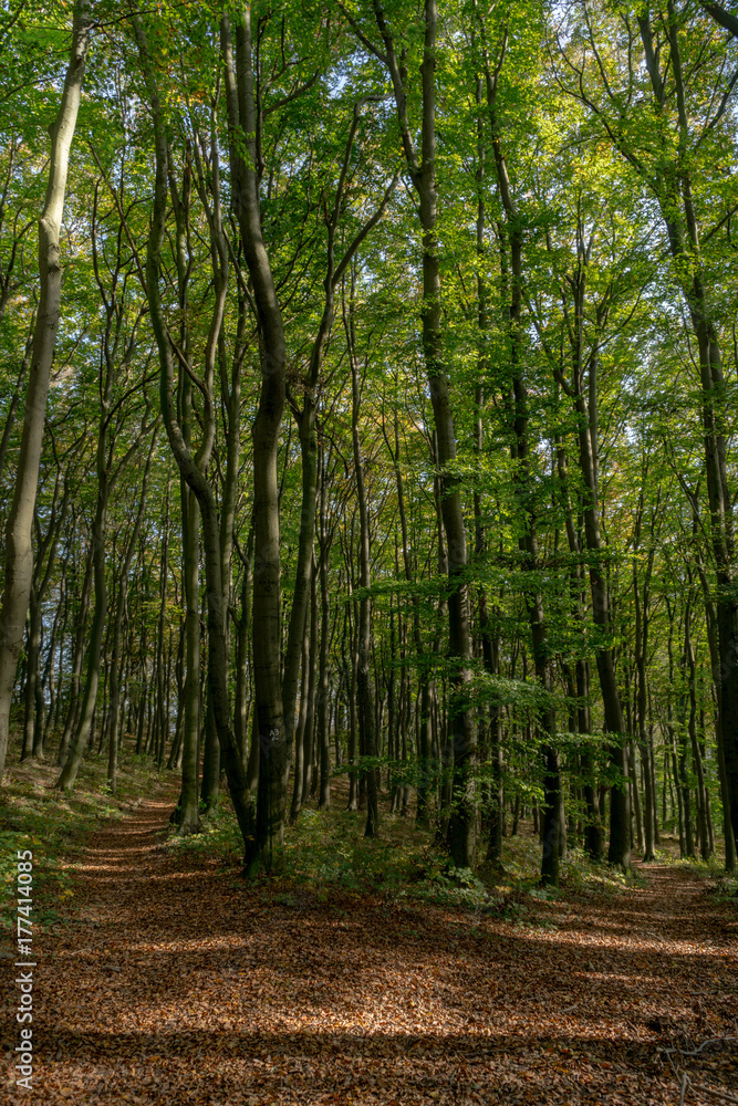 Obraz premium ​The Early Autumn