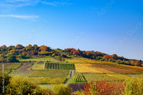 Hügel mit Weingärten im Herbst