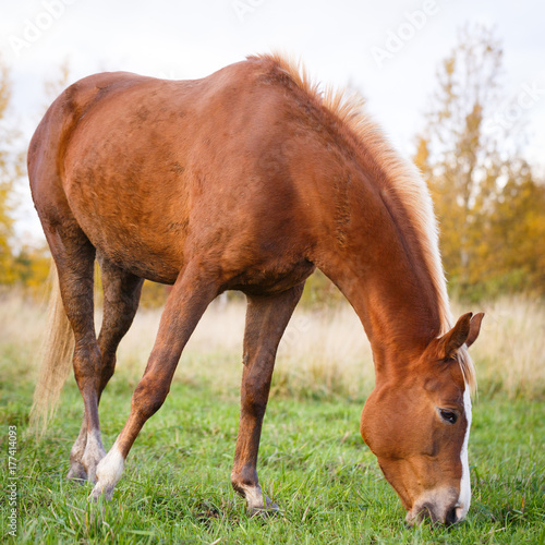 Horse on field