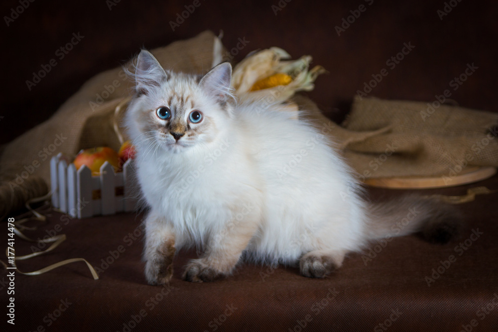 Obraz premium Purebred beautiful Neva masquerade cat, kitten on a brown background. Harvest of autumn vegetables and fruits in baskets as decoration.