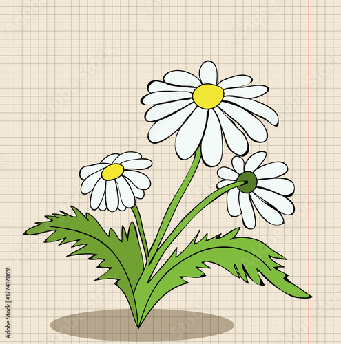 flower camomile cartoon