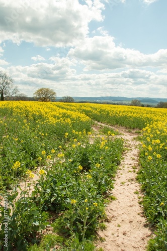 Canola crops in a springtime field in the United Kingdom.