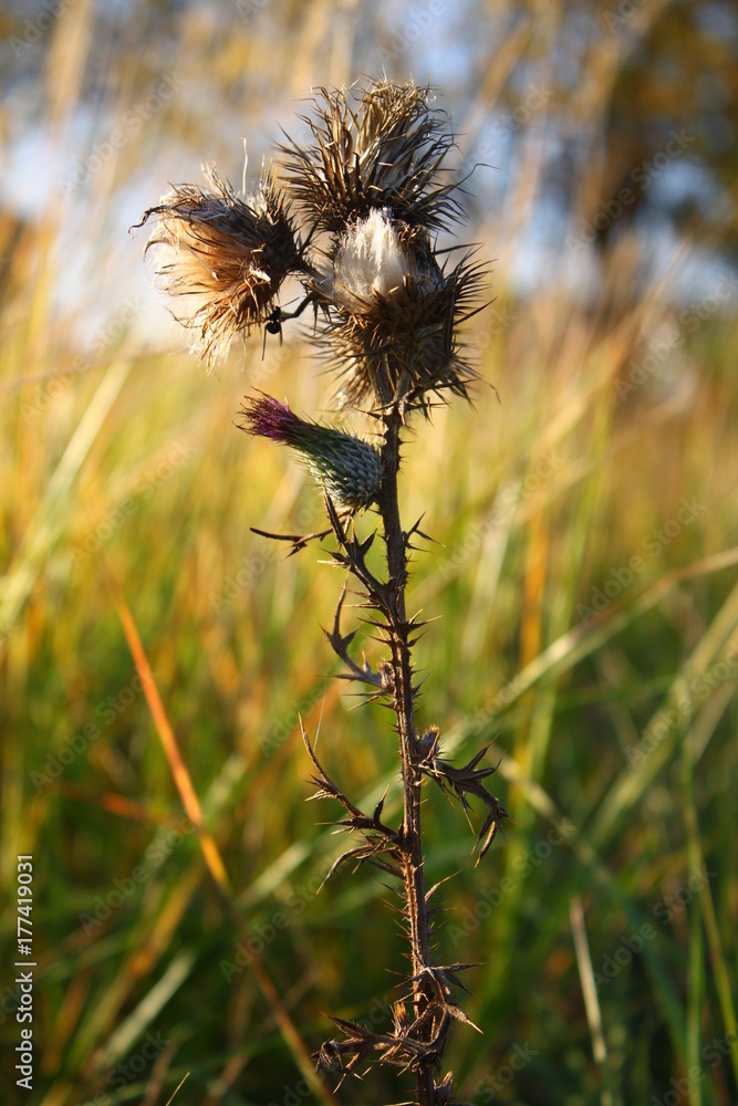 Autumn nature fades. Dried flowers create an atmosphere of autumn.