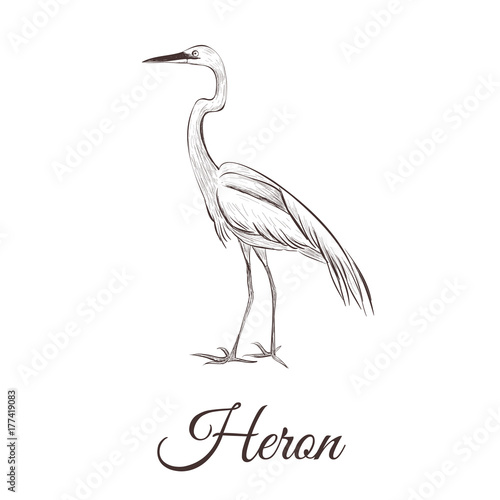 Heron is a sketch drawing. Bird series hand drawing heron vector illustration.