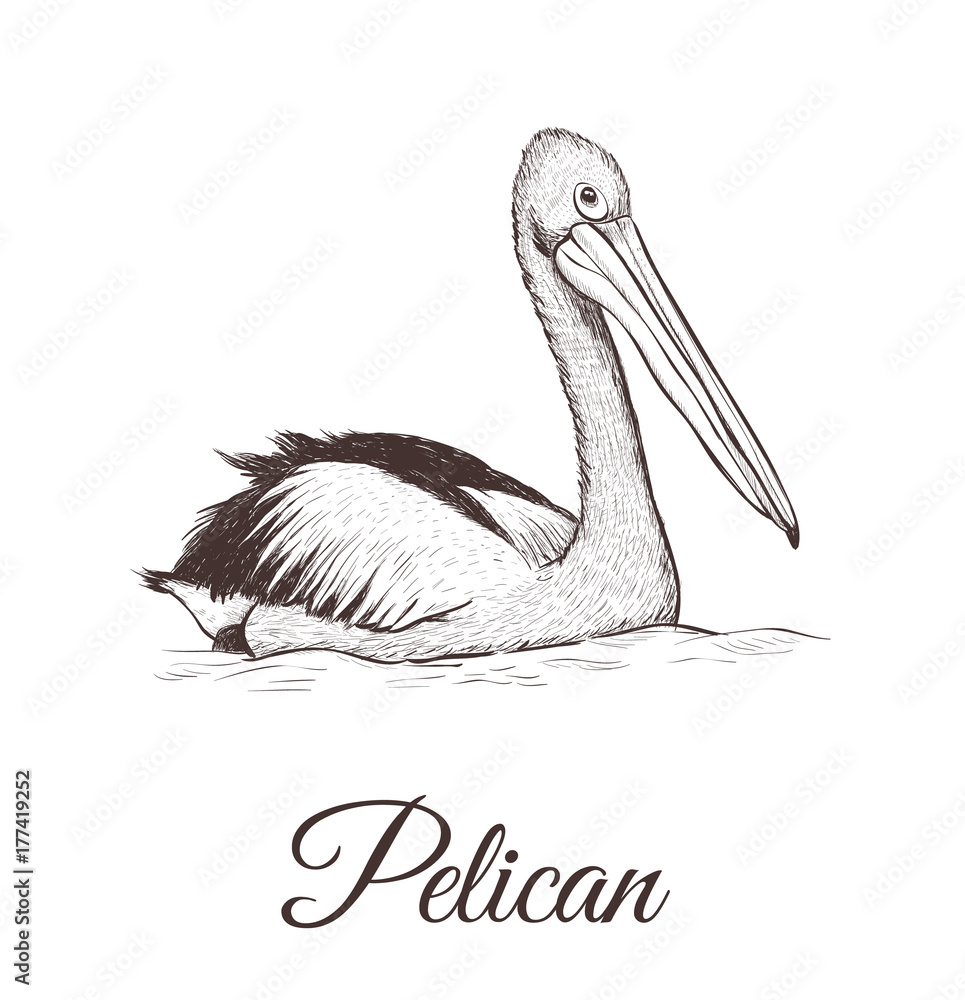 pelican drawing for mum by me max hamilton  Pelican art Pelican drawing  Pelican tattoo