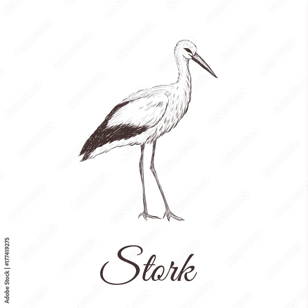 Fototapeta premium Stork is a sketch drawing. Bird series hand drawing vector illustration Stork.