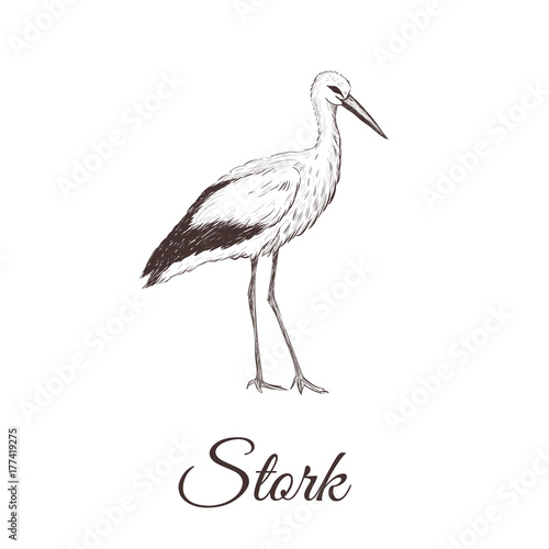 Stork is a sketch drawing. Bird series hand drawing vector illustration Stork.