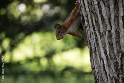 Eichhörnchen © Adrian