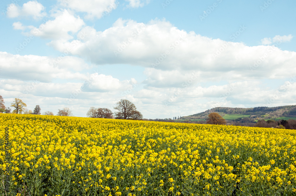 Canola fields in the summertime of the United Kingdom.
