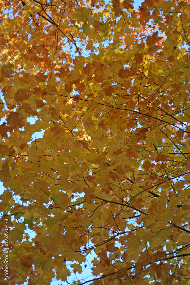 automne automne