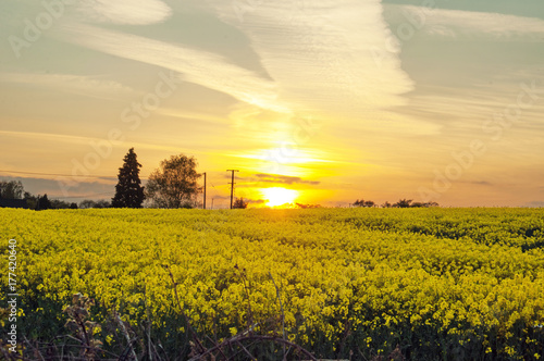 Sunset above some Canola crops in a springtime field.