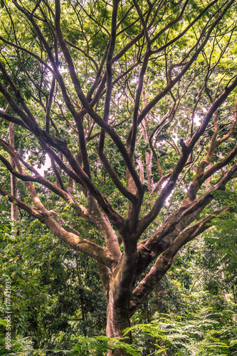 huge tree with many branches surrounded by dense green vegetation