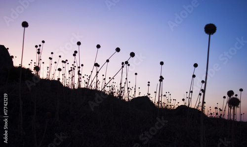 Un tramonto mozzafiato e un campo di Taraxacum officinale  il famoso dente di leone 