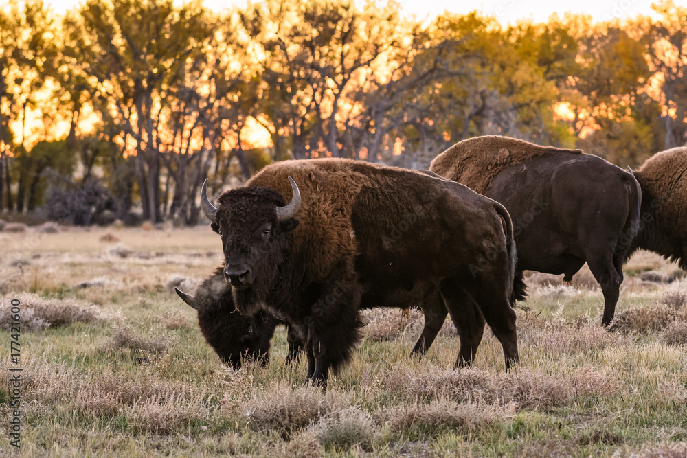 American Bison Bull - Genetically Pure Specimen