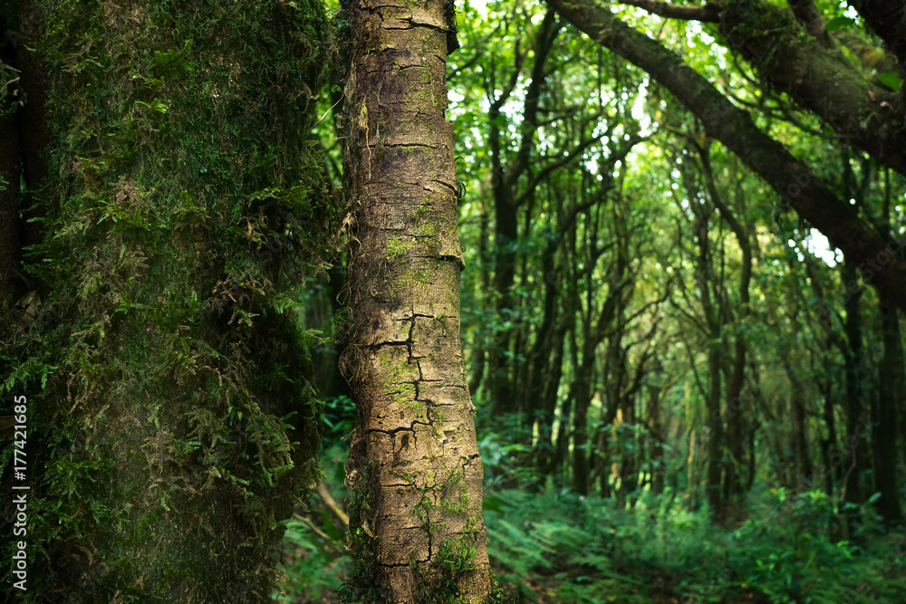 Fototapeta premium Cracked skin tree in the jungle