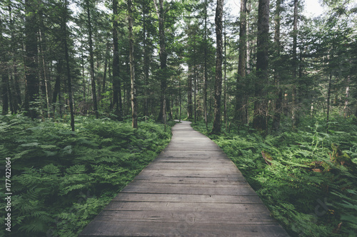 wooden footpath through the forest