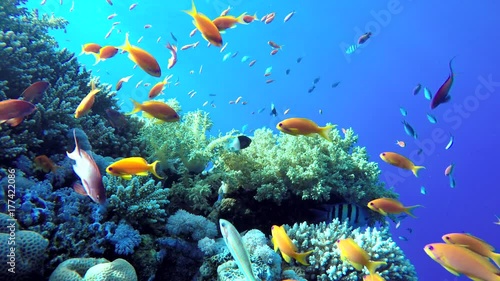 Coral reef, tropical fish. Warm ocean and clear water. Underwater world.