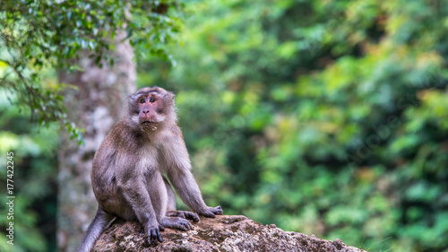 macaque monkey sitting on the rock with blurred green vegetation as the background © hilmawan nurhatmadi