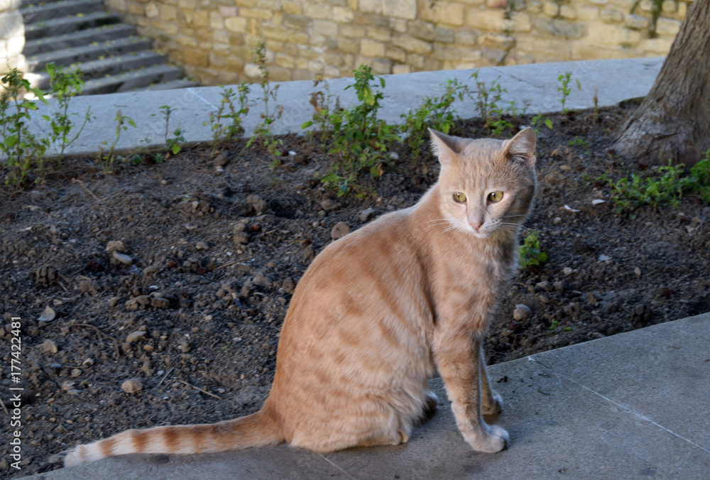 Fototapeta premium Cat on a street
