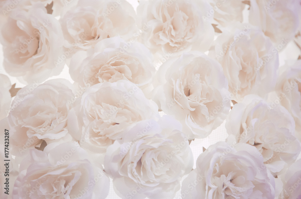 pale pink white roses background pale pink white roses background