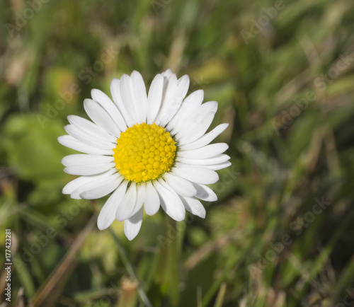 close up common daisy on green grass