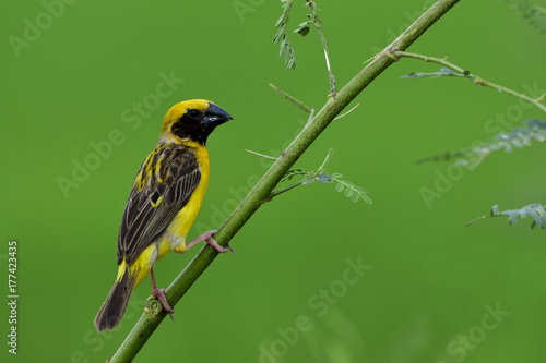 Asian Golden Weaer, beautiful yelow bird with black stripes wings perching on a branch over green blur background in rice plantation farm, exotic nature