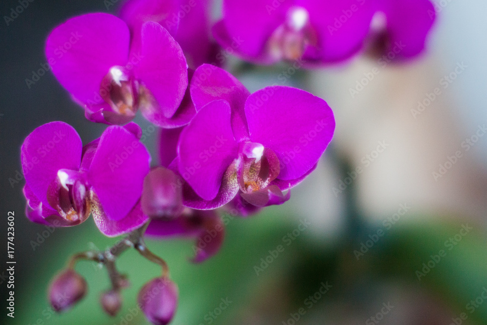 Fototapeta premium orchids