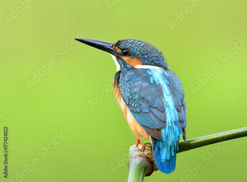 Beautiful blue and turquoise bird, Common Kingfisher (Alcedo atthis) sitting on the bamboo in the steam over blur green background