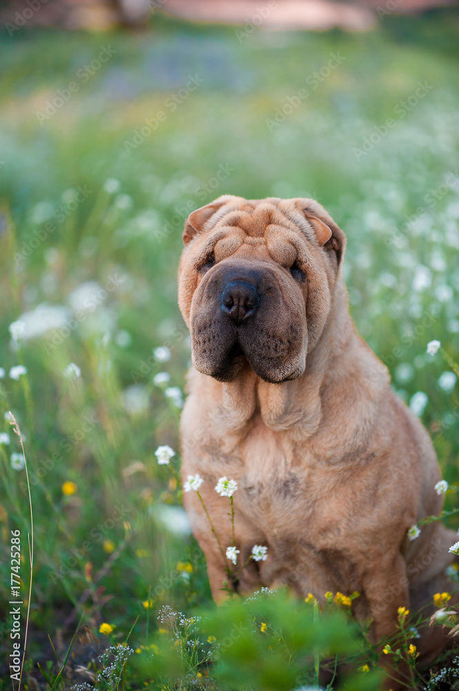 dog breed Shar Pei in colors