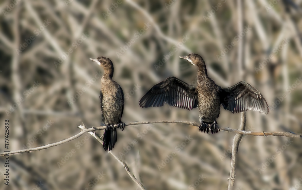Obraz premium Pygmy Cormorant