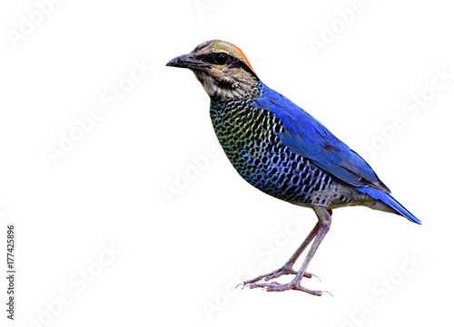 Beautiful blue bird with stripe belly and red head fully traight standing isolated on white background, male of Blue Pitta (Hydrornis cyaneus) photo