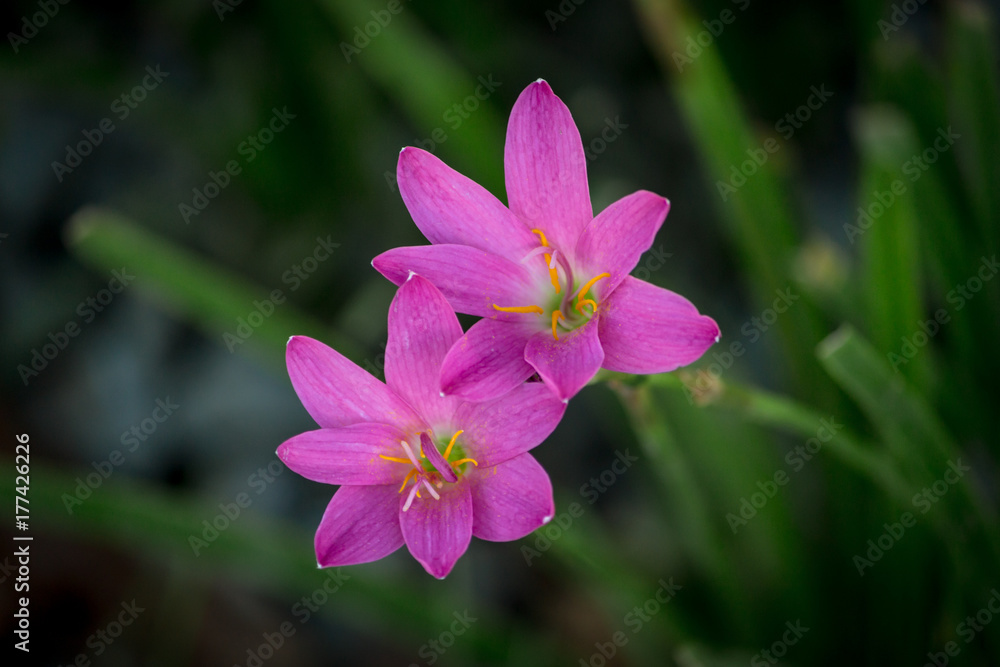 Selective focus Pink flower Zephyranthes grandiflora Selective focus Pink flower Zephyranthes grandiflora