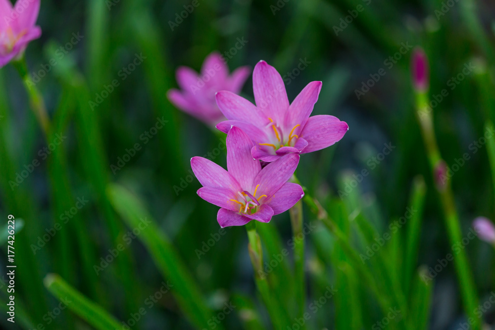 Selective focus Pink flower Zephyranthes grandiflora Selective focus Pink flower Zephyranthes grandiflora