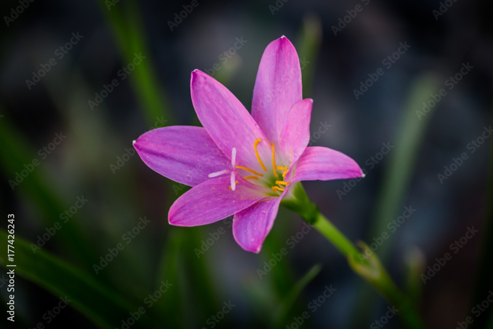 Selective focus Pink flower Zephyranthes grandiflora Selective focus Pink flower Zephyranthes grandiflora