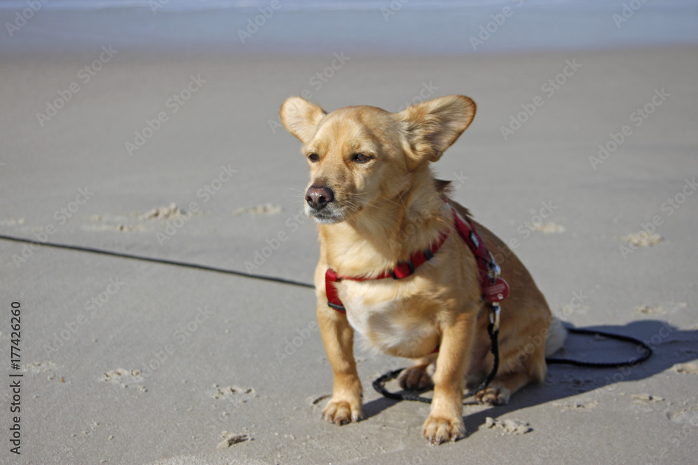 kleiner Hund am Strand