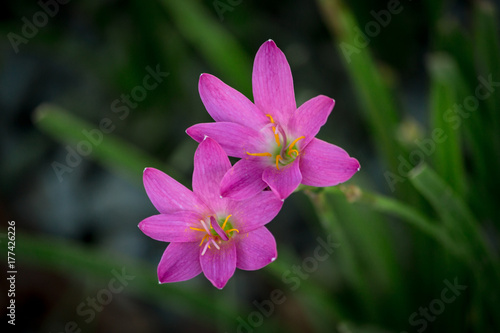 Selective focus Pink flower Zephyranthes grandiflora