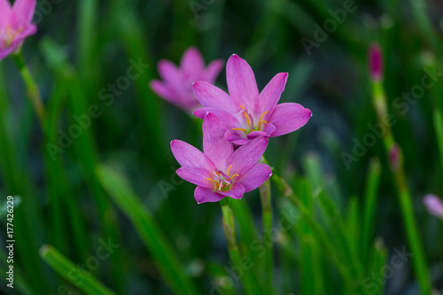 Selective focus Pink flower Zephyranthes grandiflora