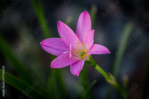 Selective focus Pink flower Zephyranthes grandiflora