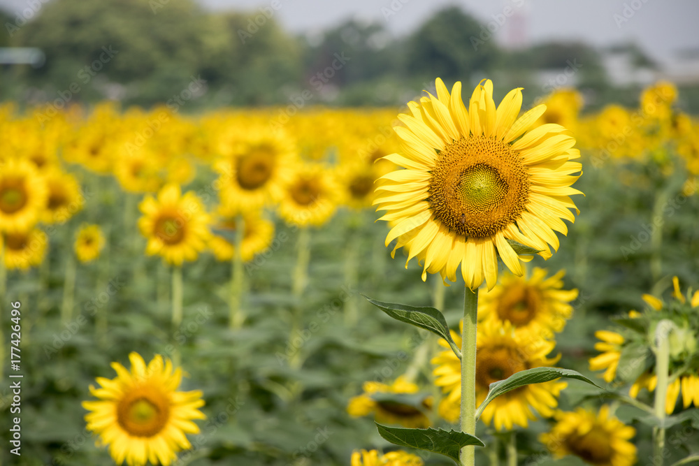 Beautiful yellow sunflower in the farm background Beautiful yellow sunflower in the farm background