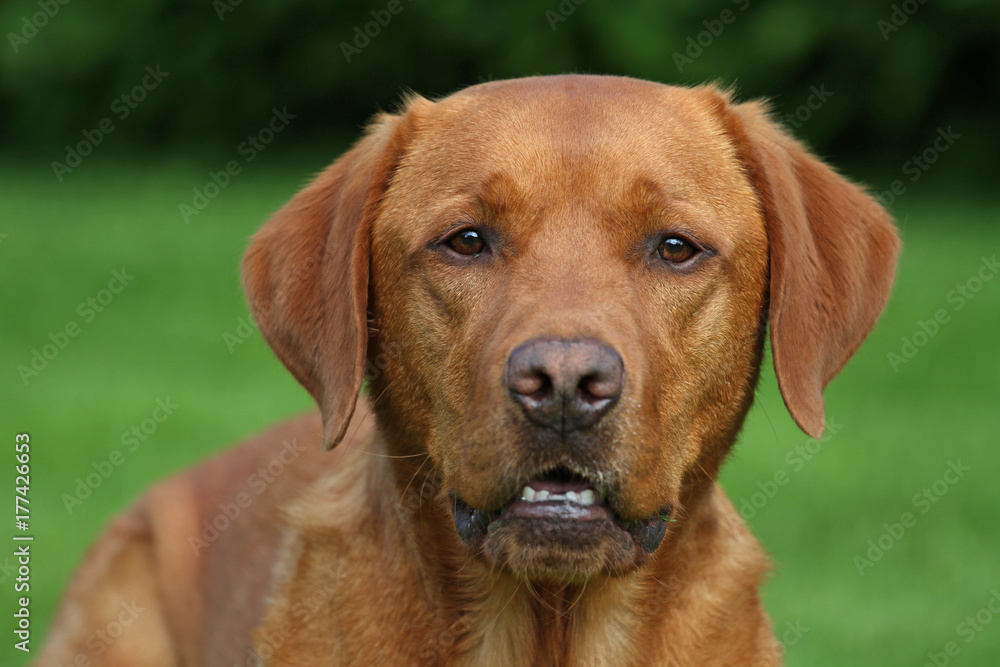Labrador Labrador