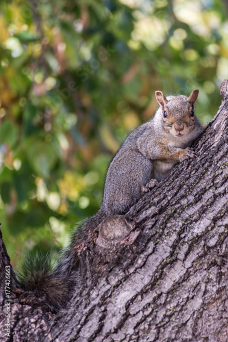 Squirrel in Tree Looking at Camera © Brian